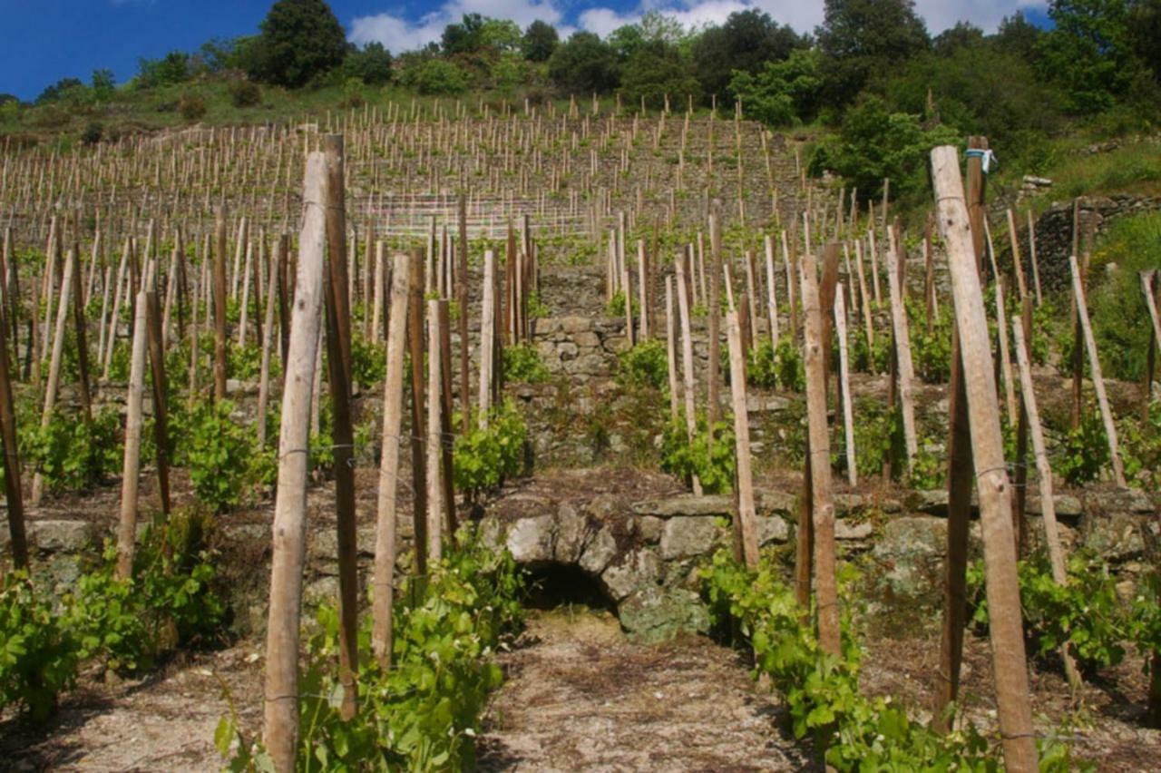 Gite Du Tilleul - 2 Etoiles - Domaine De L'Olivier Faugères in Rhone-Alpes Exterior foto